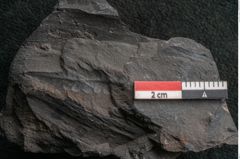 Foto (Detailansicht) von Callipteris sp.  (NHMW-GEO-2024-0188-10914)